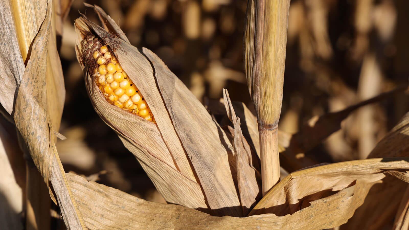 Stalk of corn.